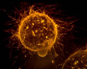 Age-Defying Secrets of Stem Cells