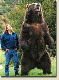 Bart the Bear