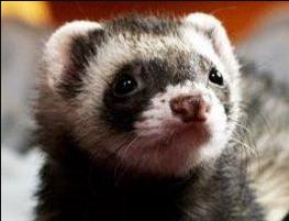 Falcor the Ferret Death Fact Check, Birthday & Date of Death