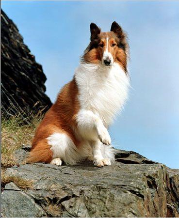 Lassie Death Fact Check, Birthday & Age | Dead or Kicking